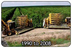 Mechanical Harvesting: 1990 to 2008