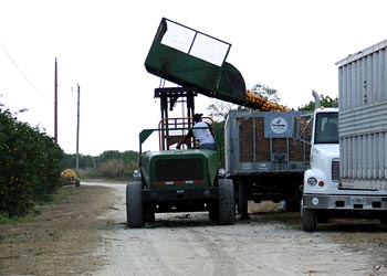 COE System - Dumping Fruit, cont.